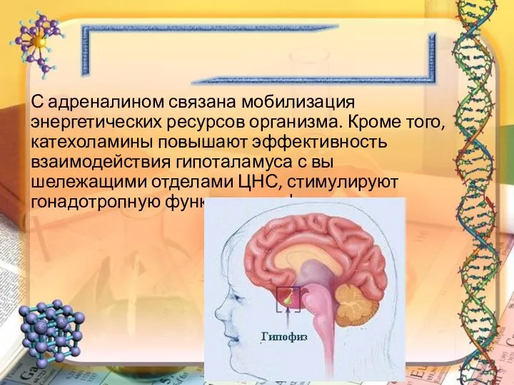 С адреналином связана мобилизация энергетических ресурсов организма. Кроме того, катехоламины повышают эффективность