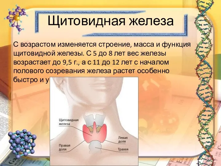 Щитовидная железа С возрастом изменяется строение, масса и функция щитовидной железы. С
