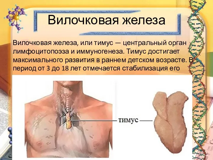 Вилочковая железа Вилочковая железа, или тимус — центральный орган лимфоцитопоэза и иммуногенеза.