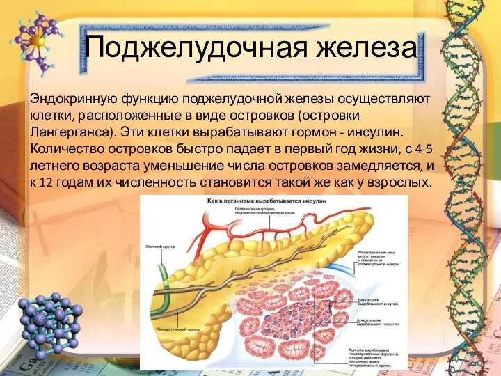 Поджелудочная железа Эндокринную функцию поджелудочной железы осуществляют клетки, расположенные в виде островков