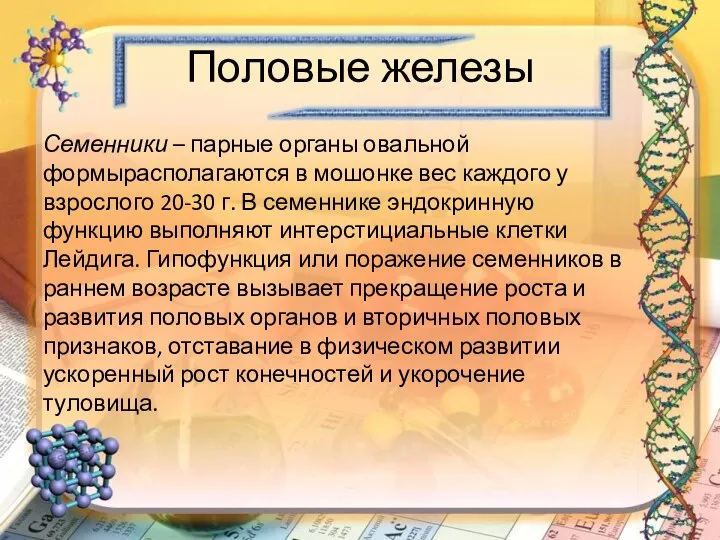 Половые железы Семенники – парные органы овальной формырасполагаются в мошонке вес каждого