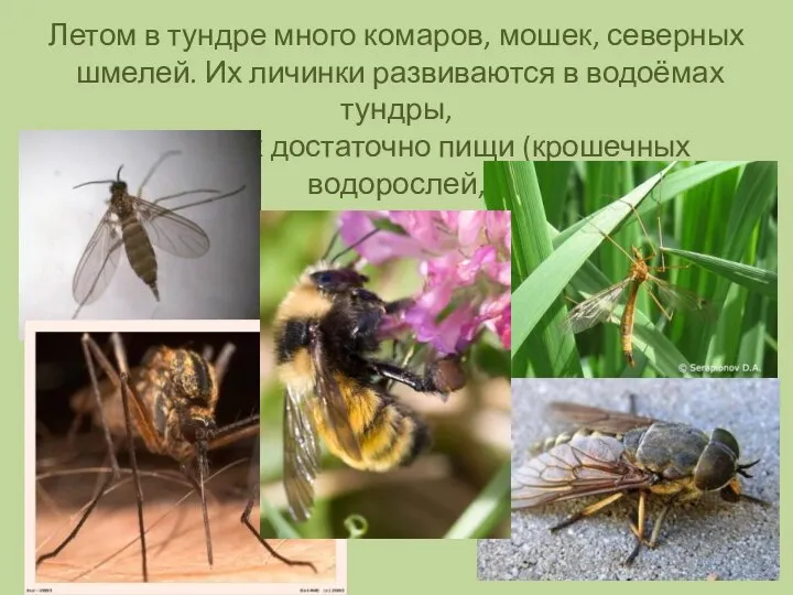 Летом в тундре много комаров, мошек, северных шмелей. Их личинки развиваются в