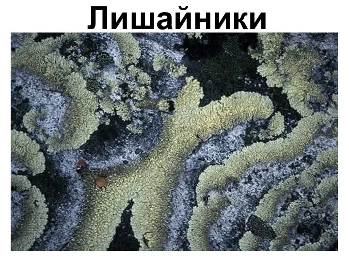 Лишайники