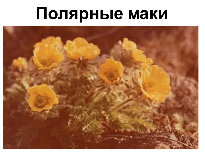 Полярные маки