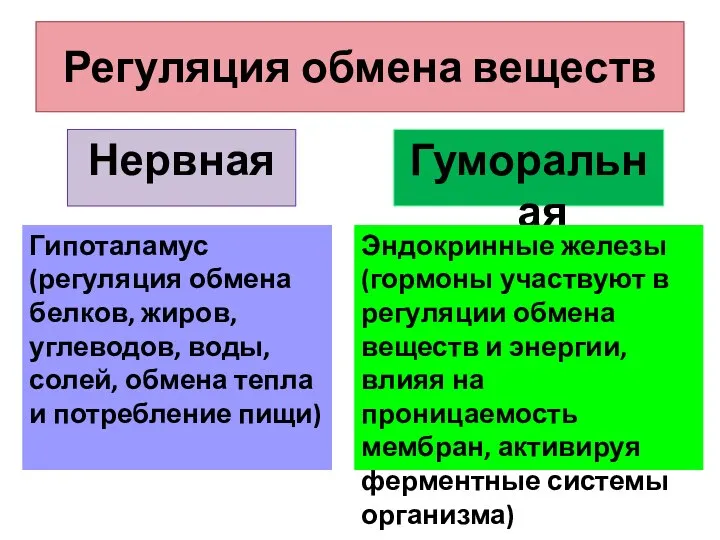 Регуляция обмена веществ Нервная Гуморальная Гипоталамус (регуляция обмена белков, жиров, углеводов, воды,