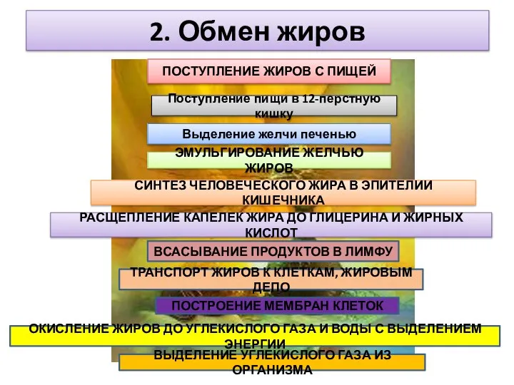 2. Обмен жиров ПОСТУПЛЕНИЕ ЖИРОВ С ПИЩЕЙ Поступление пищи в 12-перстную кишку