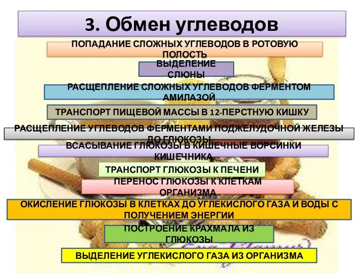 3. Обмен углеводов ПОПАДАНИЕ СЛОЖНЫХ УГЛЕВОДОВ В РОТОВУЮ ПОЛОСТЬ ВЫДЕЛЕНИЕ СЛЮНЫ РАСЩЕПЛЕНИЕ