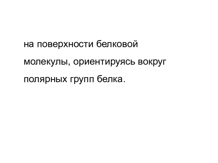 на поверхности белковой молекулы, ориентируясь вокруг полярных групп белка.