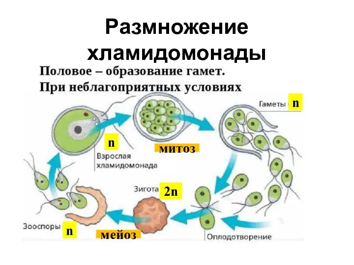 Размножение хламидомонады n n 2n n митоз мейоз