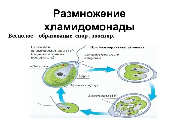 Размножение хламидомонады