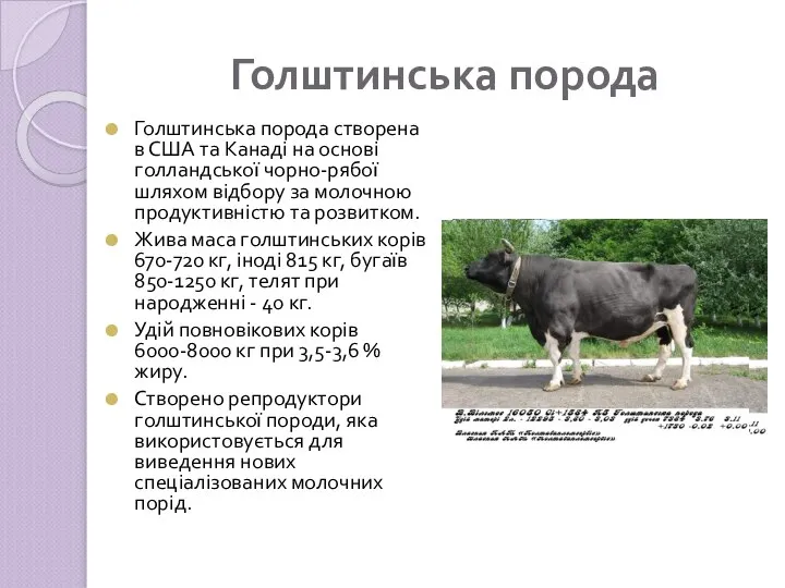 Голштинська порода Голштинська порода створена в США та Канаді на основі голландської