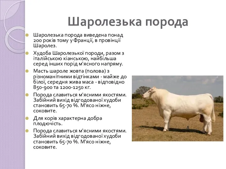 Шаролезька порода Шаролезька порода виведена понад 200 років тому у Франції, в