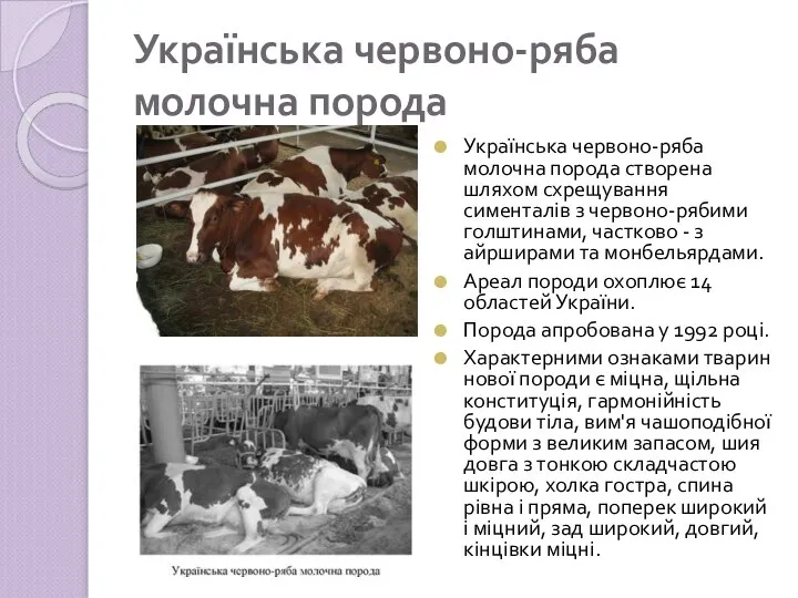 Українська червоно-ряба молочна порода Українська червоно-ряба молочна порода створена шляхом схрещування сименталів