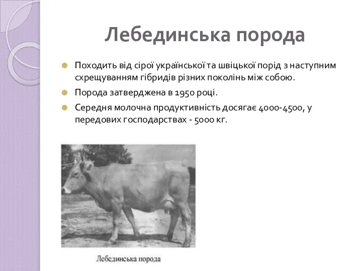 Лебединська порода Походить від сірої української та швіцької порід з наступним схрещуванням