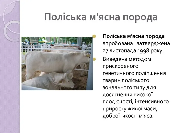 Поліська м'ясна порода Поліська м'ясна порода апробована і затверджена 27 листопада 1998