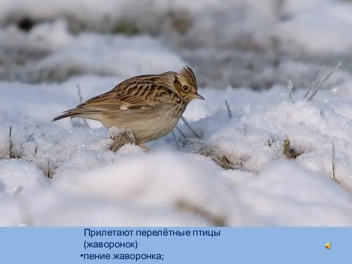 Прилетают перелётные птицы (жаворонок) пение жаворонка;