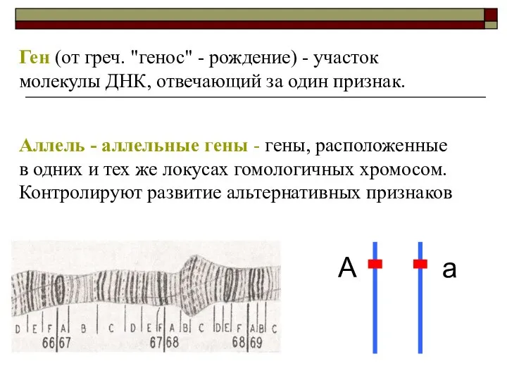 Ген (от греч. "генос" - рождение) - участок молекулы ДНК, отвечающий за