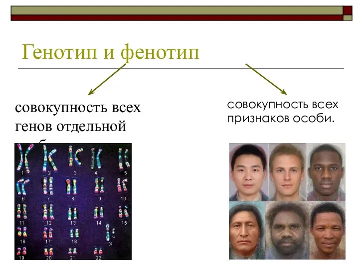 Генотип и фенотип совокупность всех генов отдельной особи. совокупность всех признаков особи.