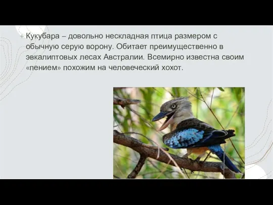 Кукубара – довольно нескладная птица размером с обычную серую ворону. Обитает преимущественно
