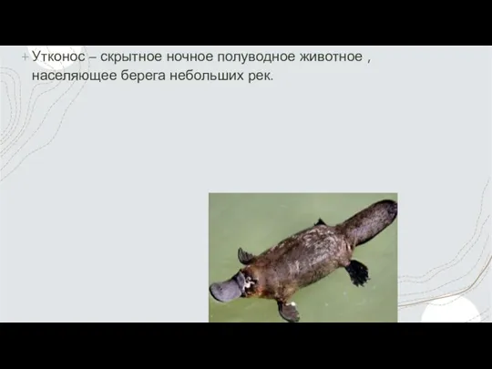 Утконос – скрытное ночное полуводное животное , населяющее берега небольших рек.
