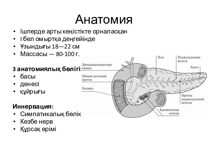 Анатомия Ішперде арты кеңістікте орналасқан I бел омыртқа деңгейінде Ұзындығы 18—22 см