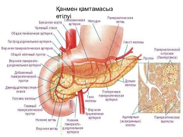 Қанмен қамтамасыз етілуі