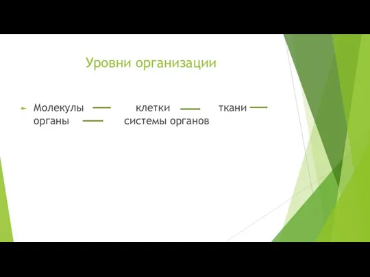 Уровни организации Молекулы клетки ткани органы системы органов