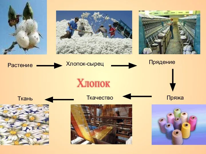 Растение Хлопок-сырец Прядение Пряжа Ткачество Ткань Хлопок