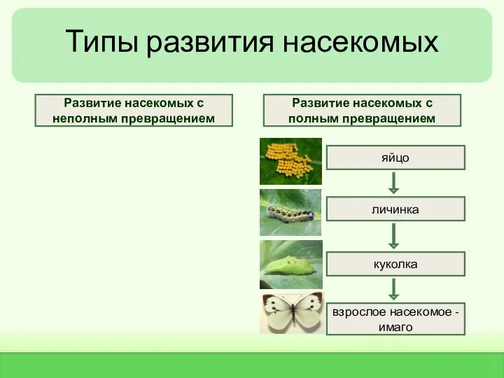 Типы развития насекомых яйцо личинка взрослое насекомое - имаго куколка Развитие насекомых