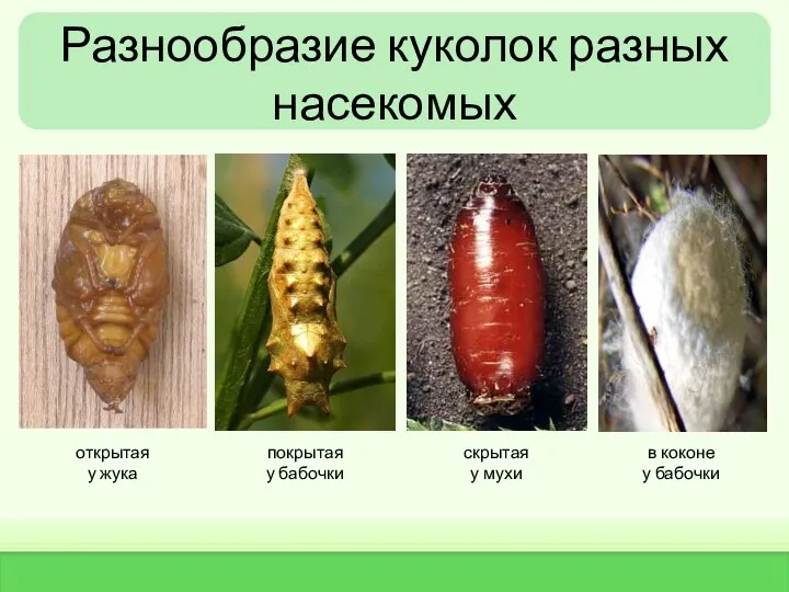 Разнообразие куколок разных насекомых открытая у жука покрытая у бабочки скрытая у