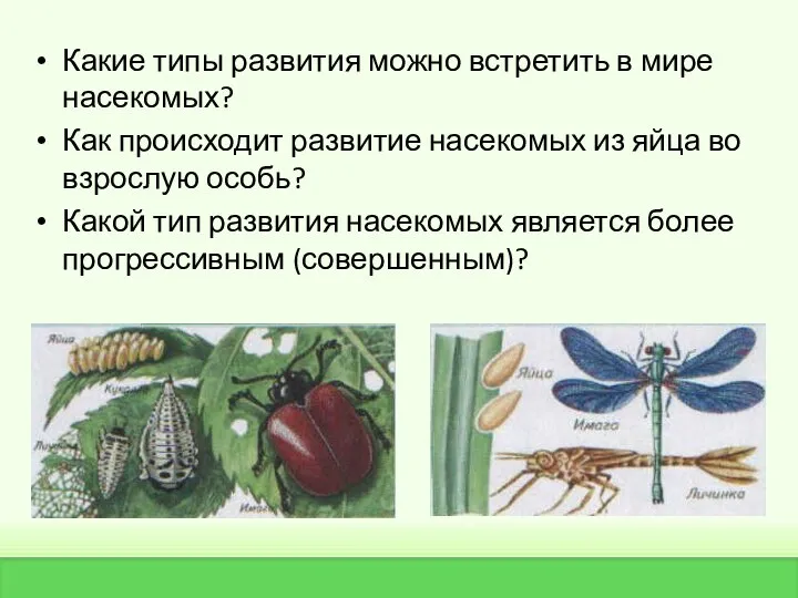 Какие типы развития можно встретить в мире насекомых? Как происходит развитие насекомых