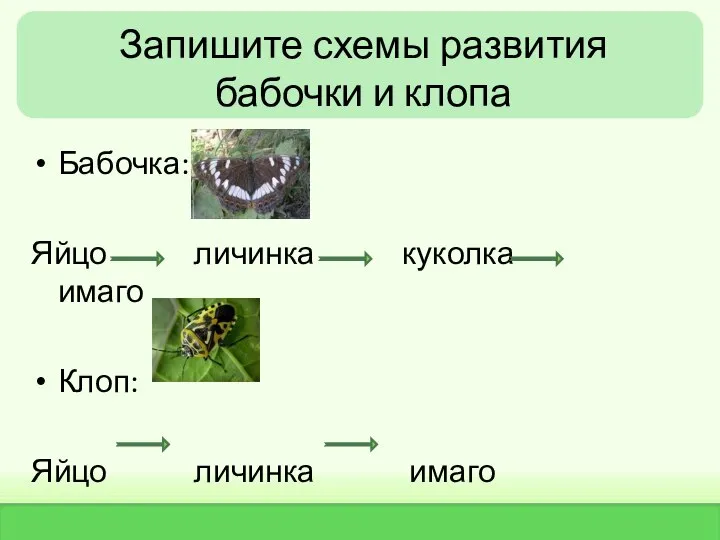 Запишите схемы развития бабочки и клопа Бабочка: Яйцо личинка куколка имаго Клоп: Яйцо личинка имаго