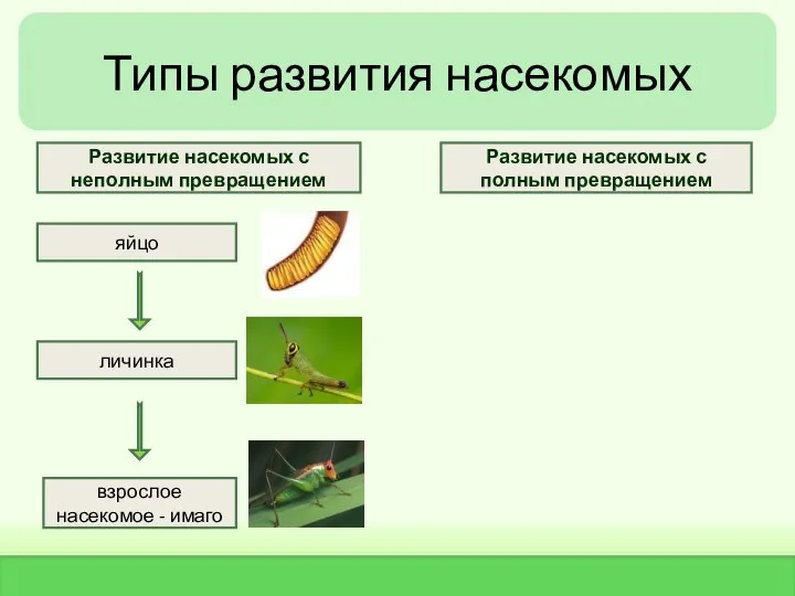 Типы развития насекомых яйцо личинка взрослое насекомое - имаго Развитие насекомых с