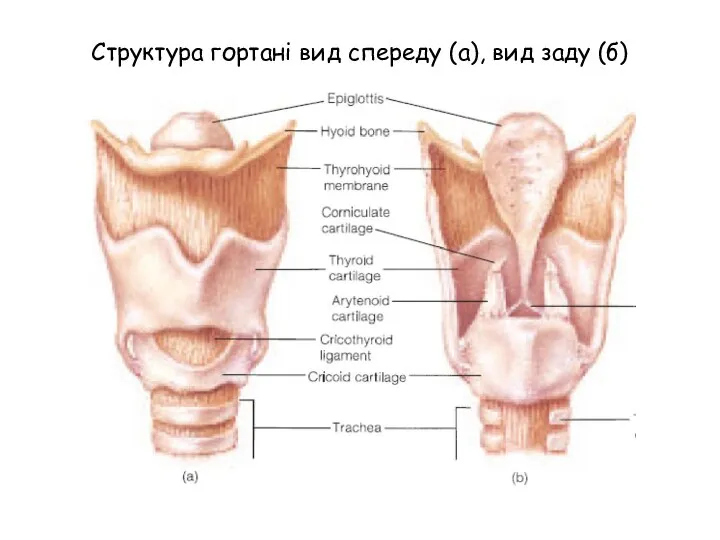 Структура гортані вид спереду (а), вид заду (б)