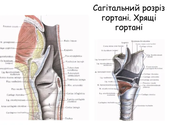 Сагітальний розріз гортані. Хрящі гортані