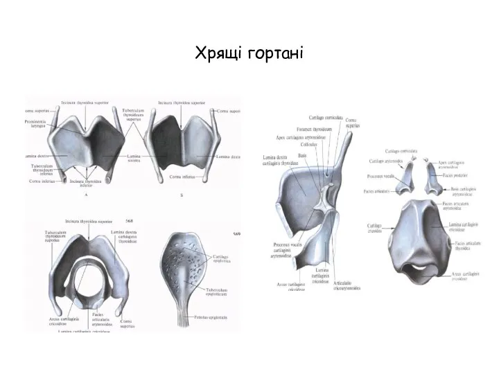 Хрящі гортані