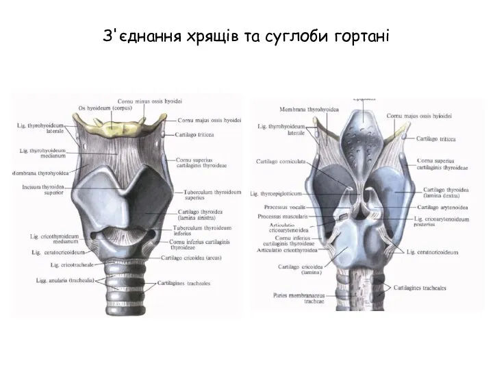 З'єднання хрящів та суглоби гортані