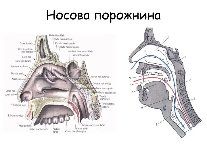 Носова порожнина