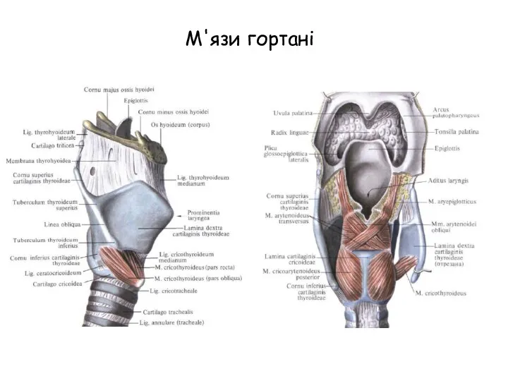 М'язи гортані