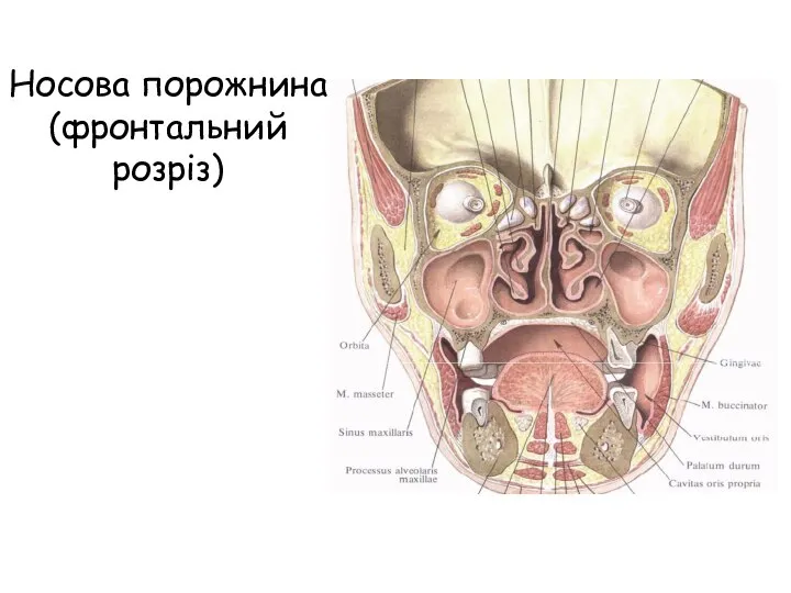 Носова порожнина (фронтальний розріз)