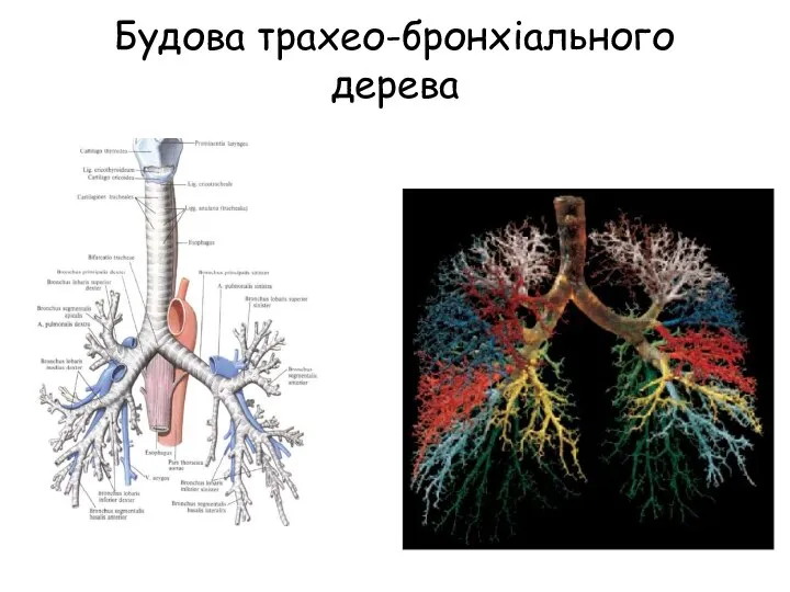 Будова трахео-бронхіального дерева