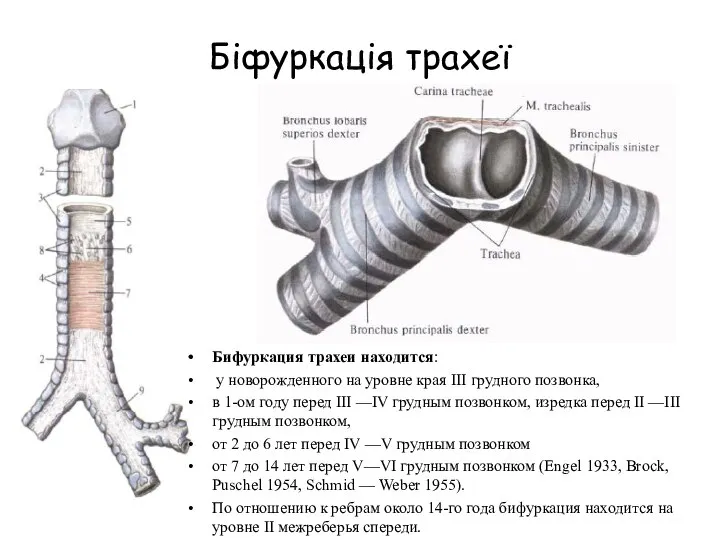 Біфуркація трахеї Бифуркация трахеи находится: у новорожденного на уровне края III грудного