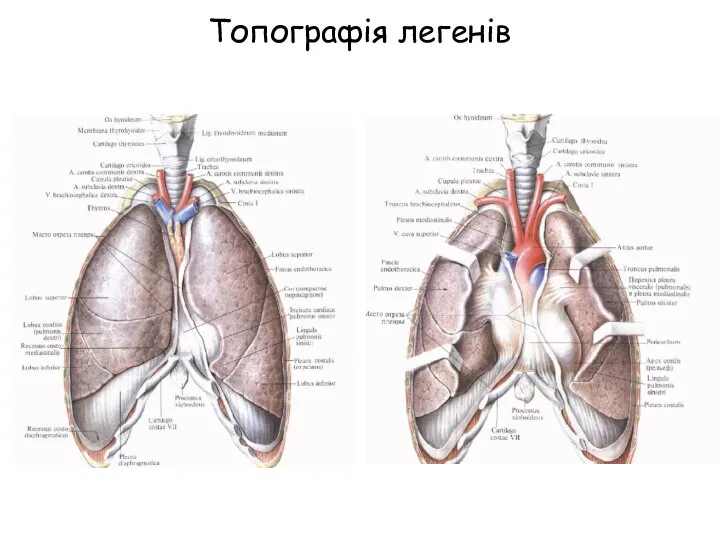 Топографія легенів