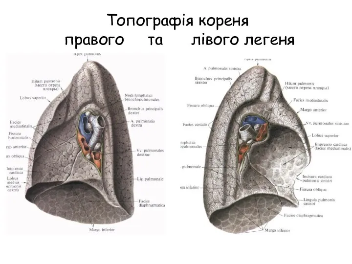 Топографія кореня правого та лівого легеня