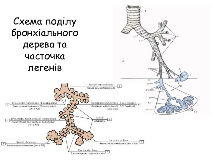 Схема поділу бронхіального дерева та часточка легенів