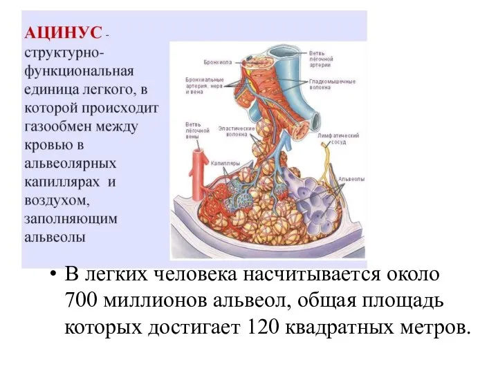 В легких человека насчитывается около 700 миллионов альвеол, общая площадь которых достигает 120 квадратных метров.