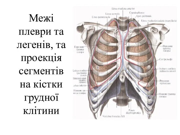 Межі плеври та легенів, та проекція сегментів на кістки грудної клітини