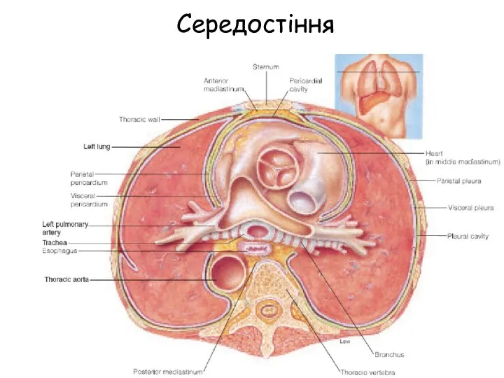 Середостіння