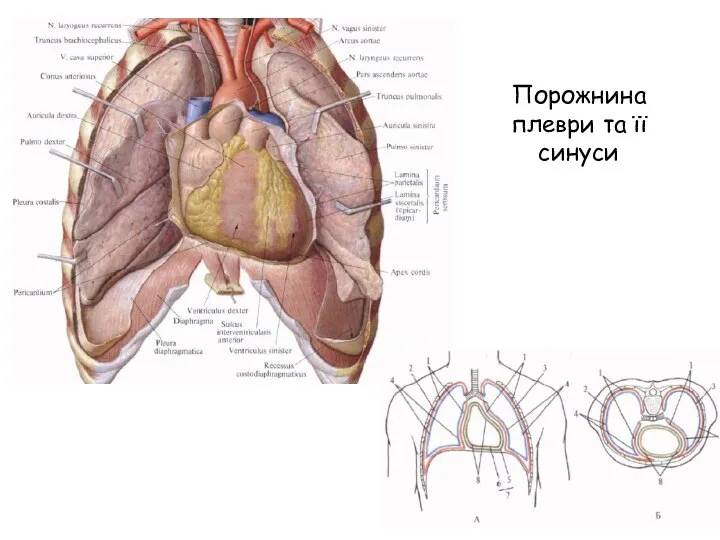 Порожнина плеври та її синуси