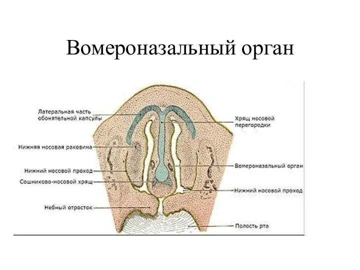 Вомероназальный орган